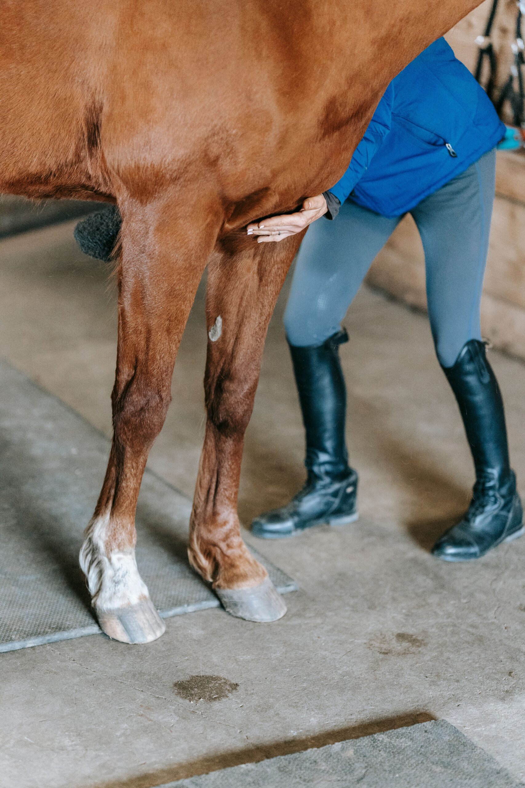 Veterinary professional examining a horse in a stable