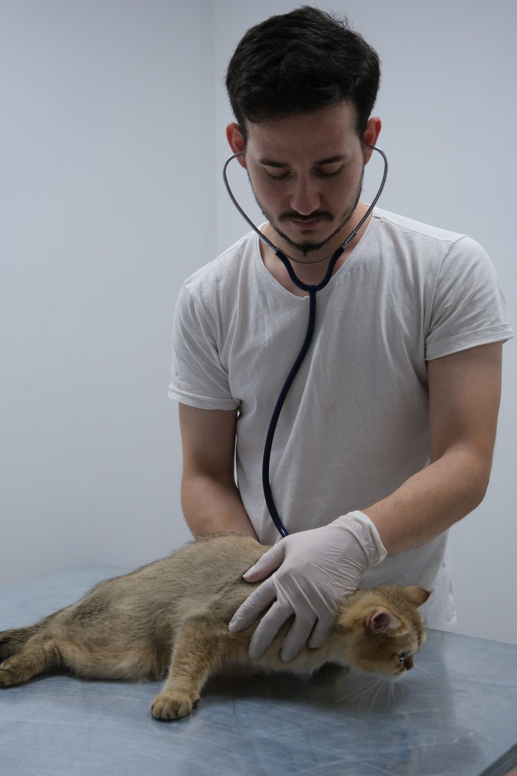 Veterinarian examining a cat in a veterinary clinic