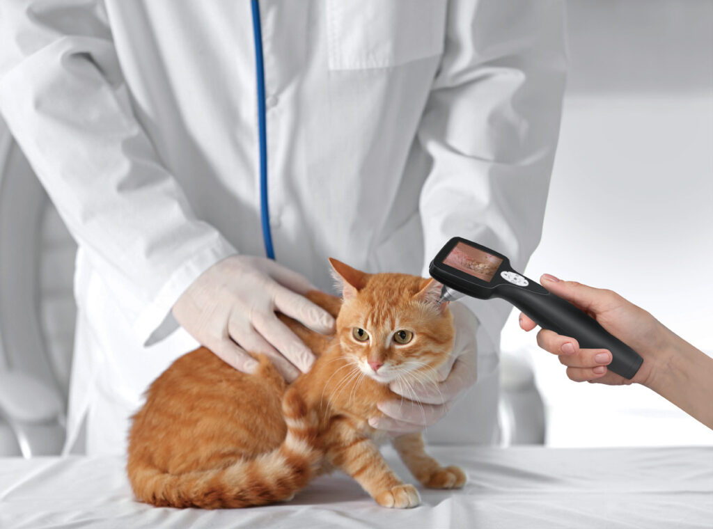 Veterinarian using a portable Verpie ENT endoscope during a cat examination