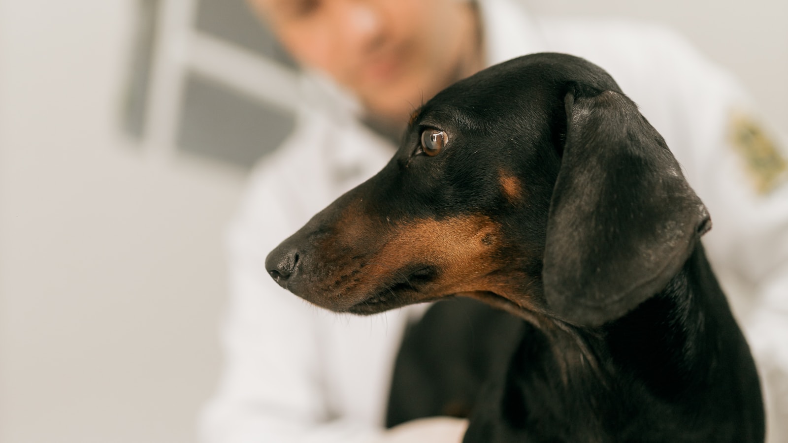 Veterinarian examining a dachshund