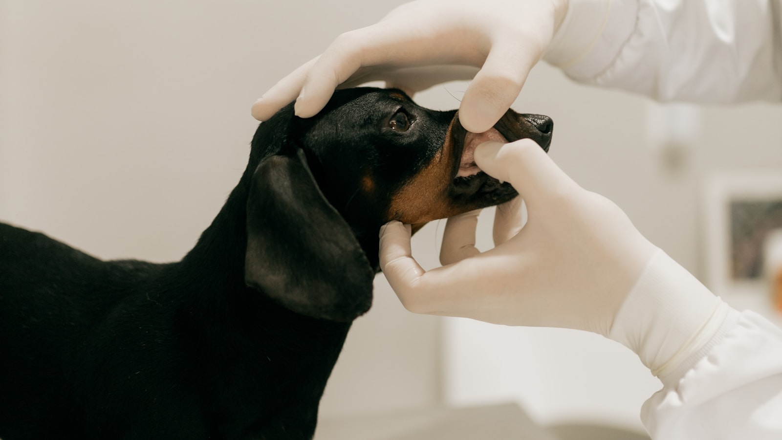 Veterinarian examining a dachshund mouth