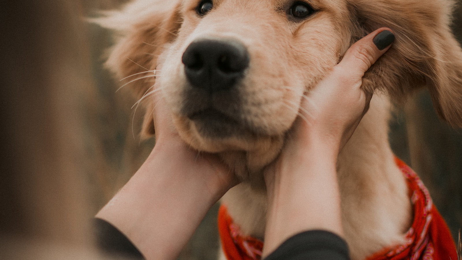 Woman holding a dog in her arms
