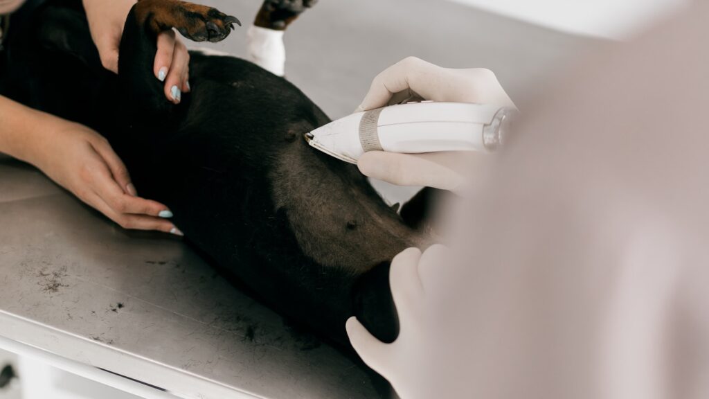 Veterinarian examining a dog on an examination table