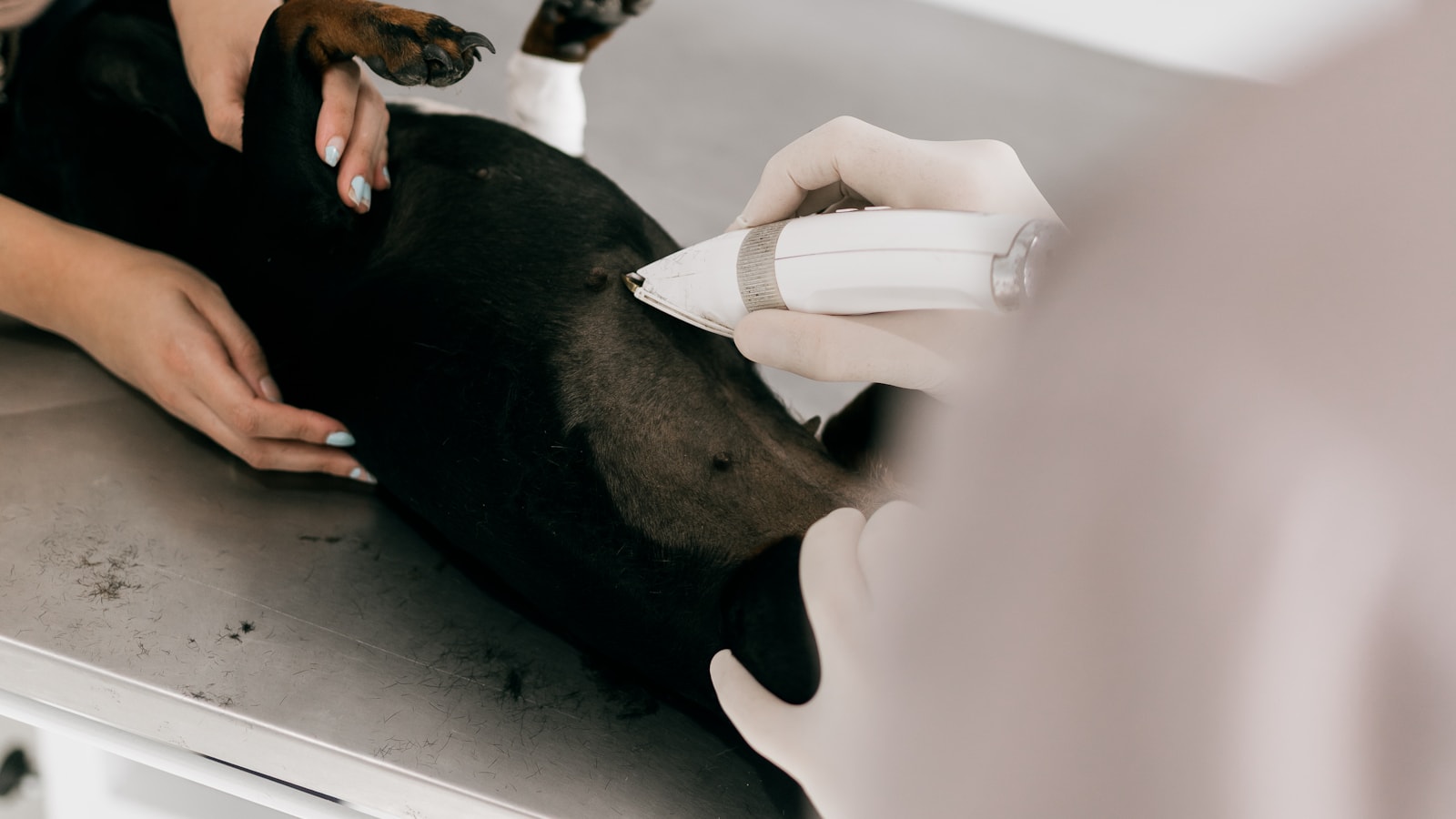 Veterinarian examining a dog on an examination table