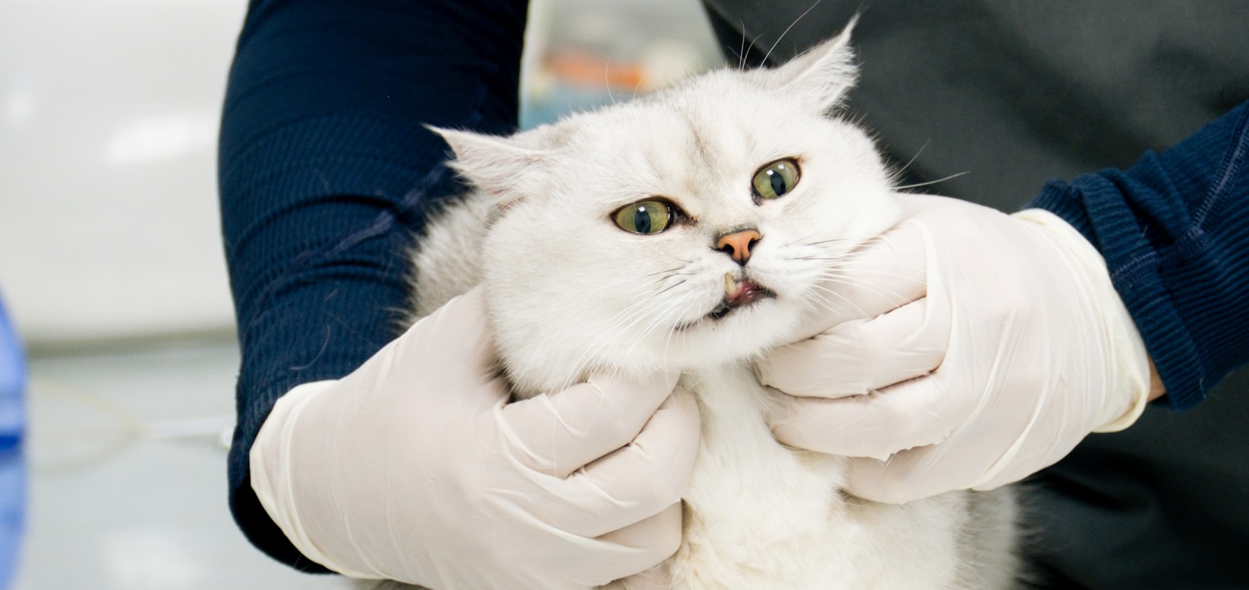 White cat receiving a clinical veterinary examination