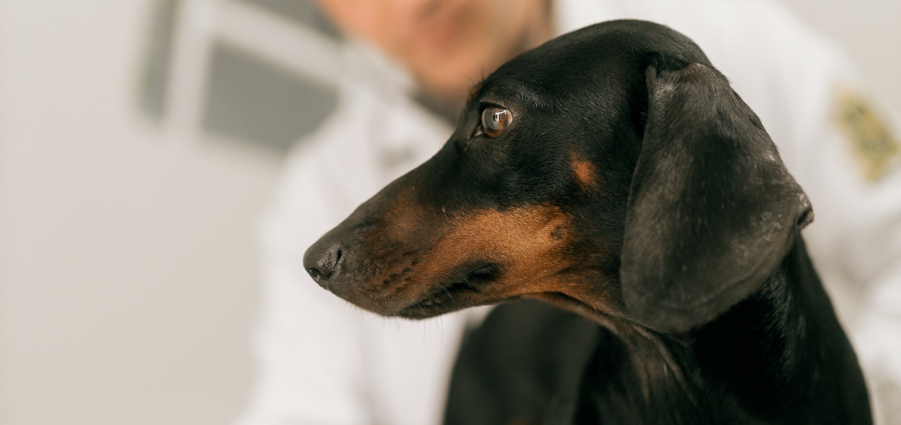 Dachshund receiving a veterinary examination in a clinic
