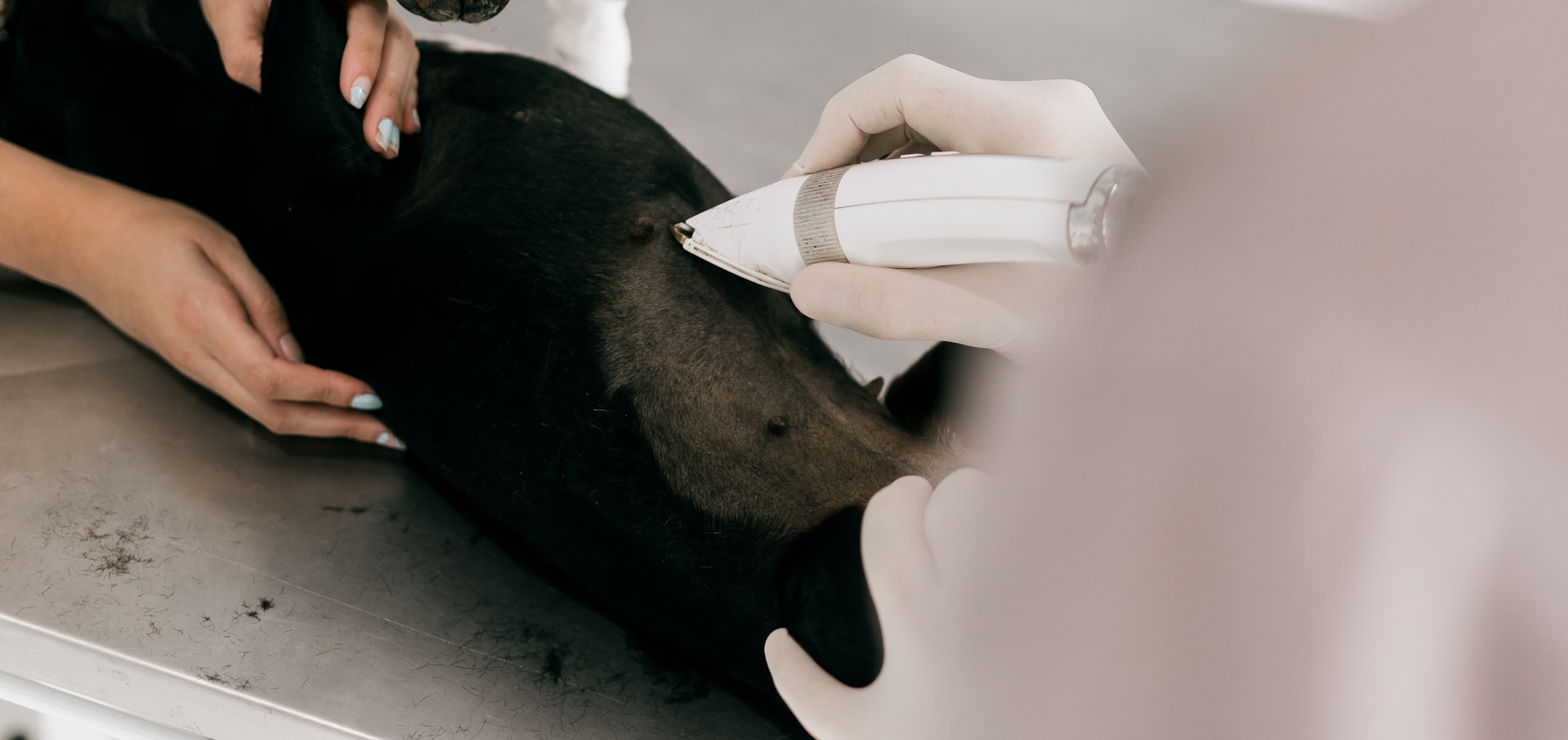 Veterinary clinician examining a dog on an examination table
